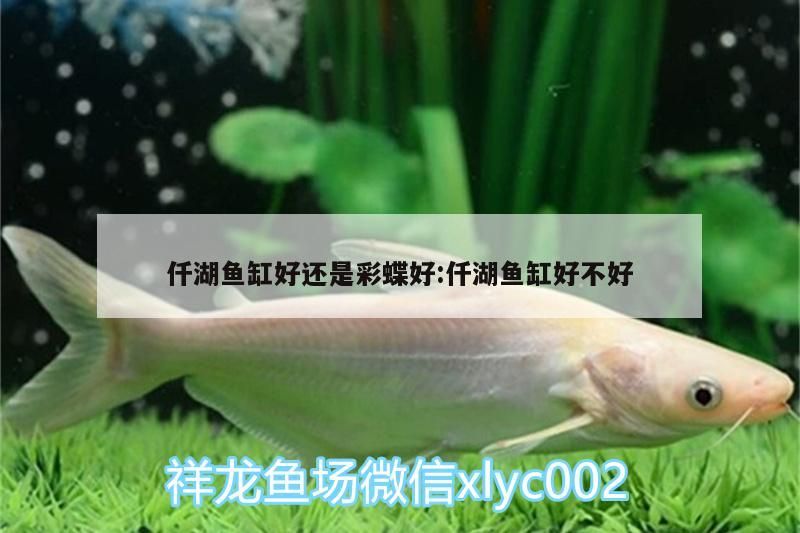 仟湖魚缸好還是彩蝶好:仟湖魚缸好不好