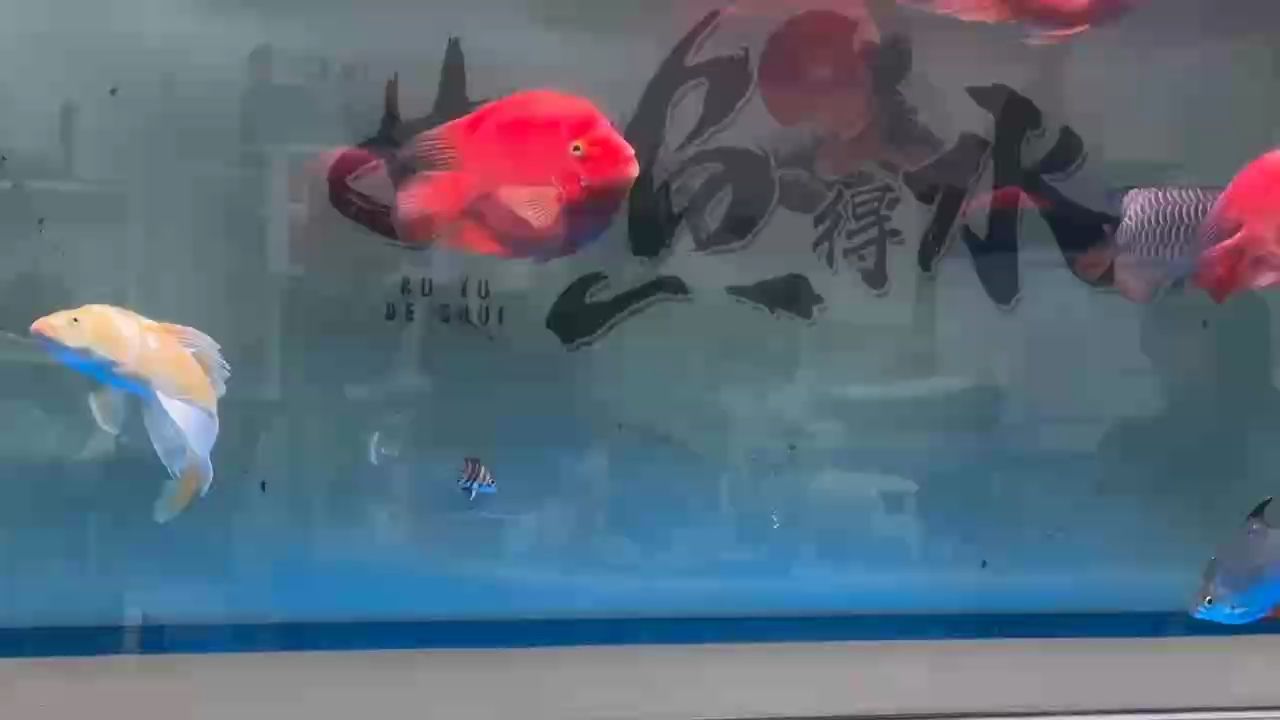 又過了一個星期、第20天的小腦斧