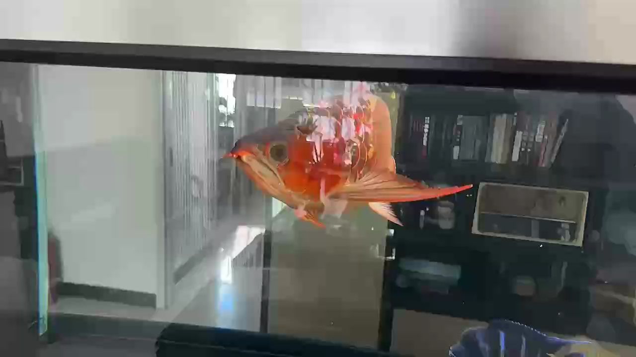 春意盎然 春意盎然 龍魚論壇