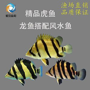泰北虎魚(yú)多少錢(qián)一條：泰北虎魚(yú)價(jià)格可以根據(jù)不同的規(guī)格和銷售渠道有所差異