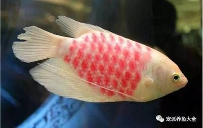 大型紅色觀賞魚有哪些種類(大型紅色觀賞魚的種類) 龍魚之家 第4張 大型紅色觀賞魚有哪些種類(大型紅色觀賞魚的種類) 大型紅色觀賞魚有哪些種類(大型紅色觀賞魚的種類) 龍魚之家 第4張