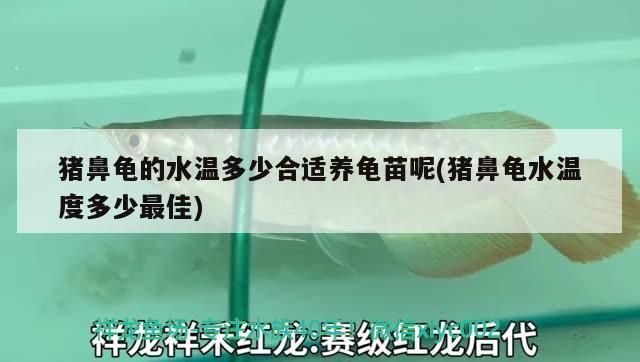 豬鼻龜的水溫多少合適養龜苗呢(豬鼻龜水溫度多少最佳)