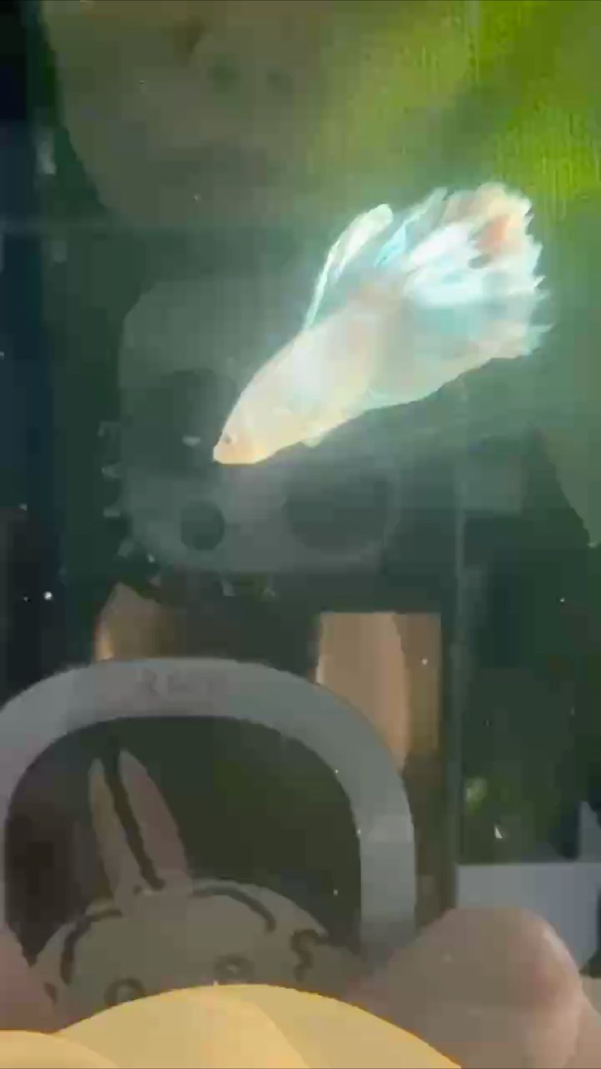 發光的斗魚