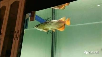 立達(dá)龍魚等級(jí)排序：立達(dá)龍魚的等級(jí)排序
