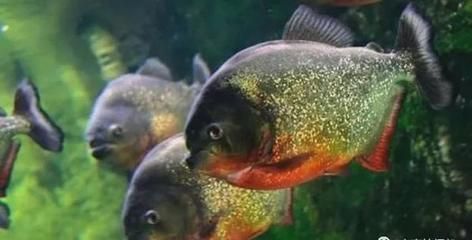 虎魚喂幾次長得快：虎魚喂食頻率與生長速度關系分析虎魚喂食頻率與生長速度關系