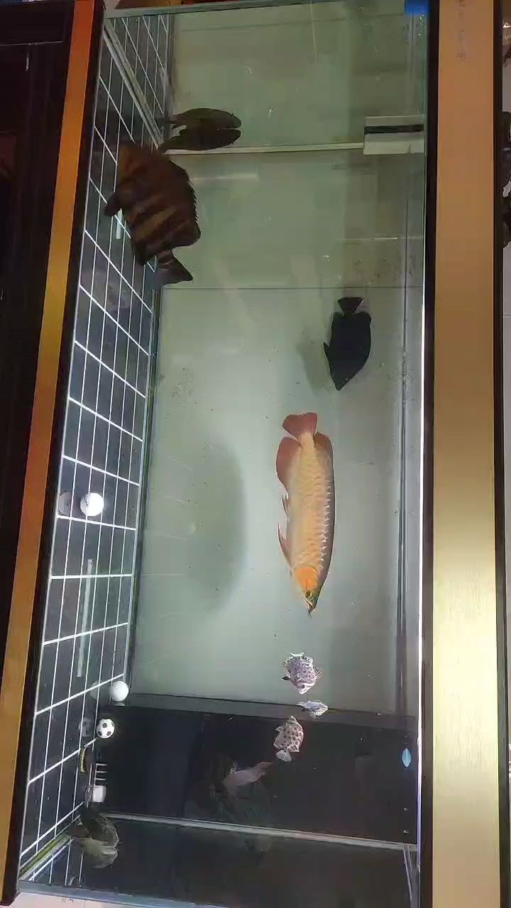 剛換水，虎魚沒什么狀態，打卡一下