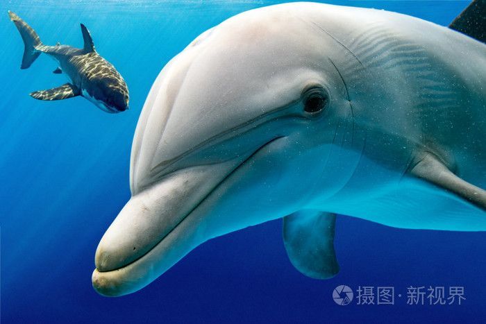 白鯊魚是什么魚（大白鯊是一種大型海洋掠食者，它們是日行性獵食者的一種） 白鯊魚是什么魚（大白鯊是一種大型海洋掠食者，它們是日行性獵食者的一種） 武吉美拉金龍魚 第1張