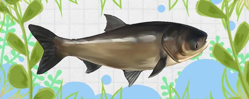 銀龍魚爛鰭怎么回事兒圖片 銀龍魚爛鰭怎么回事兒圖片
