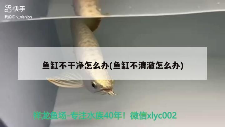 魚缸不干凈怎么辦(魚缸不清澈怎么辦)