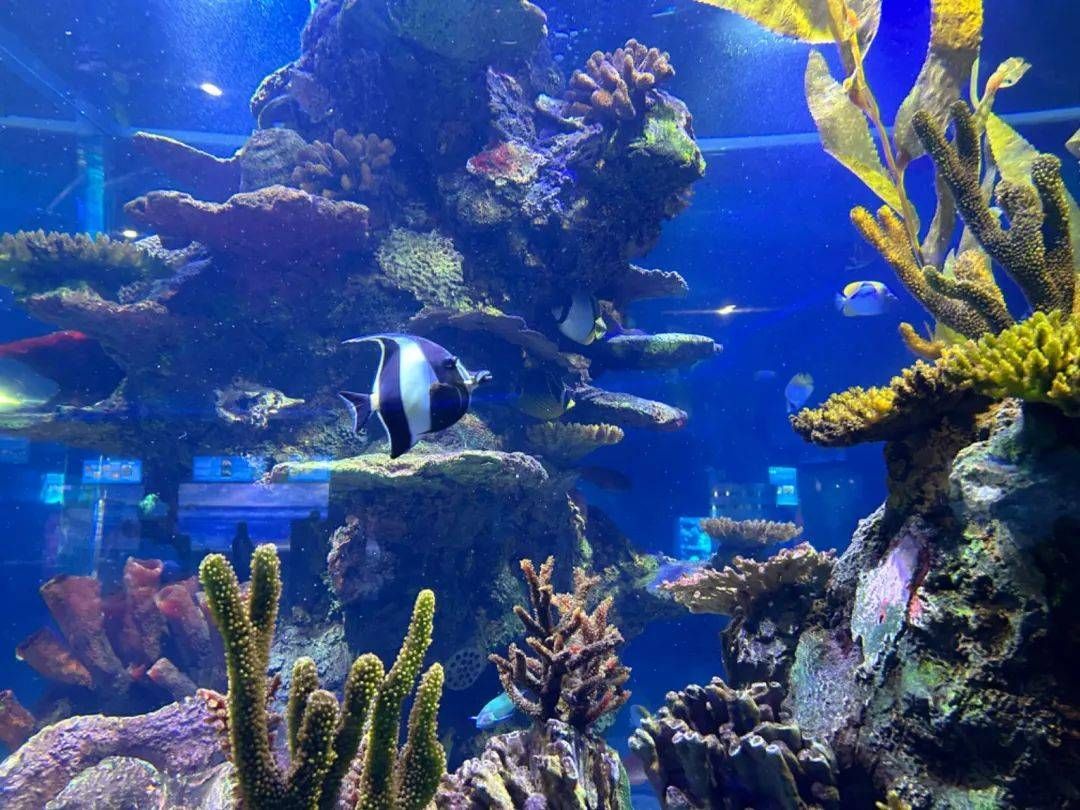 水族館起名字取名怎么取（水族館起名字取名） 水族館起名字取名怎么取（水族館起名字取名） 水族館百科（水族館加盟） 第5張