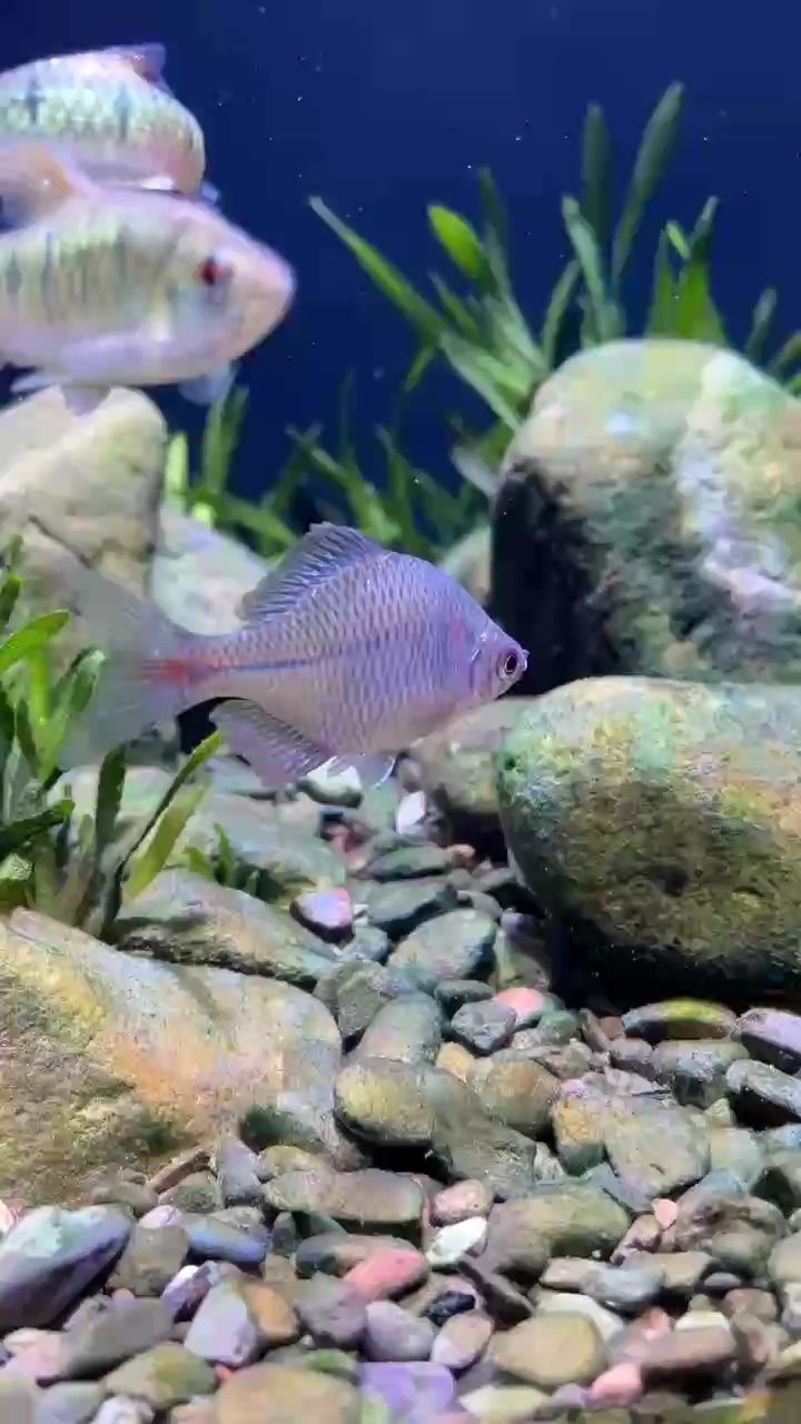 我的虎魚(yú)真菌感染了要怎么處理 起床起床 龍魚(yú)論壇 起床起床 起床起床 龍魚(yú)論壇