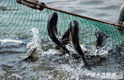 紅龍魚魚缸里長期不吃食燒尾硝酸鹽中毒怎么救治：如何正確使用亞甲藍治療紅龍魚 紅龍魚魚缸里長期不吃食燒尾硝酸鹽中毒怎么救治：如何正確使用亞甲藍治療紅龍魚 紅龍魚百科 第3張