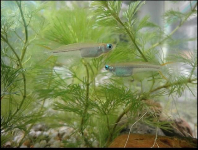 和興龍魚總店地址電話：和興龍魚總店地址電話查詢 和興龍魚總店地址電話：和興龍魚總店地址電話查詢 和興紅龍 第2張