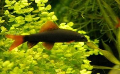 黑色的觀賞魚有哪些品種（黑色觀賞魚品種大全）