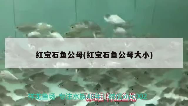 家里魚缸養什么魚最好養殖 家里魚缸養什么魚最好養殖呢