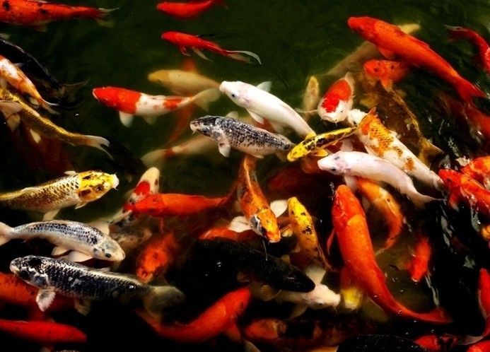 廣東本地觀賞魚品種排名前十（廣東本地觀賞魚品種排名）