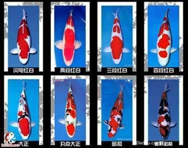 紅日觀賞魚養(yǎng)殖基地（紅日觀賞魚養(yǎng)殖基地簡介） 紅日觀賞魚養(yǎng)殖基地（紅日觀賞魚養(yǎng)殖基地簡介） 愛龍仕 第3張