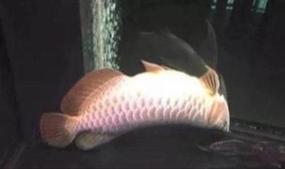 虎魚換水后的行為變化，虎魚在換水后的行為會發生變化，它們可能會表現出不安和緊張