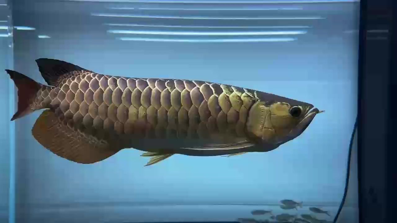 滿城盡帶黃金甲！ 滿城盡帶黃金甲！ 龍魚論壇