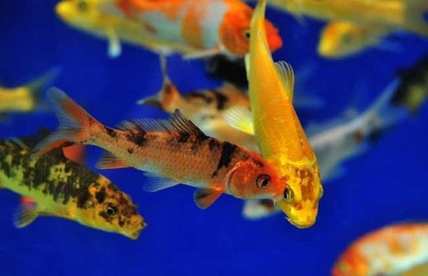 觀賞魚產(chǎn)業(yè)發(fā)展前景（觀賞魚市場需求不斷增長，）