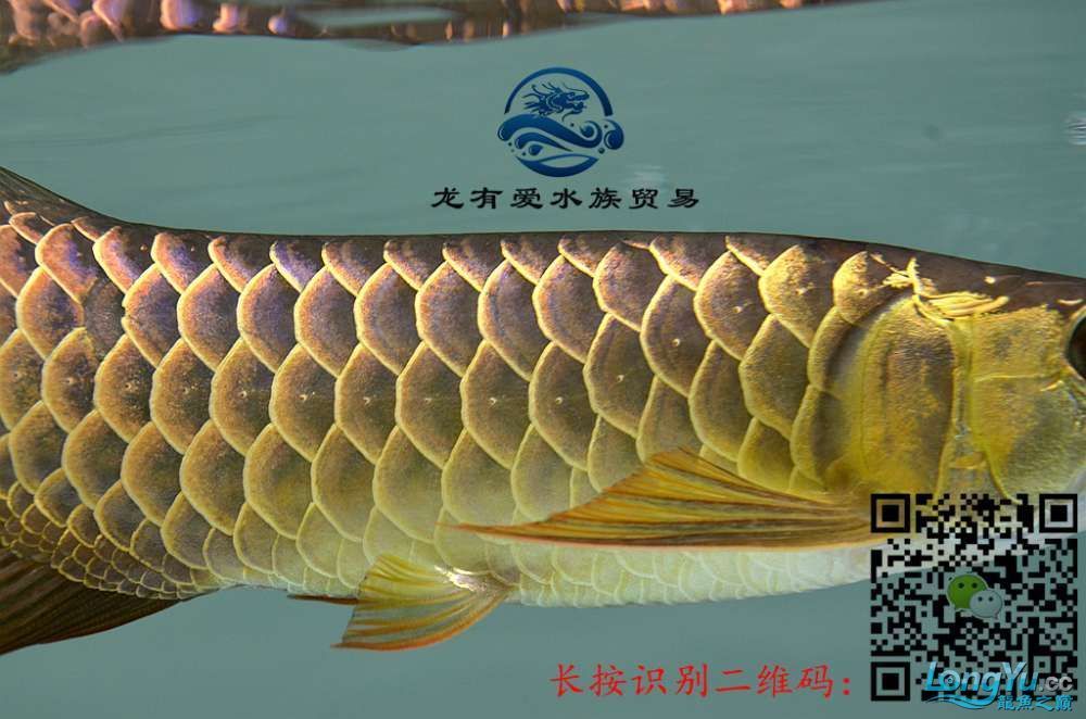 徐州代理0805李亞四過背金龍細框超藍底內附