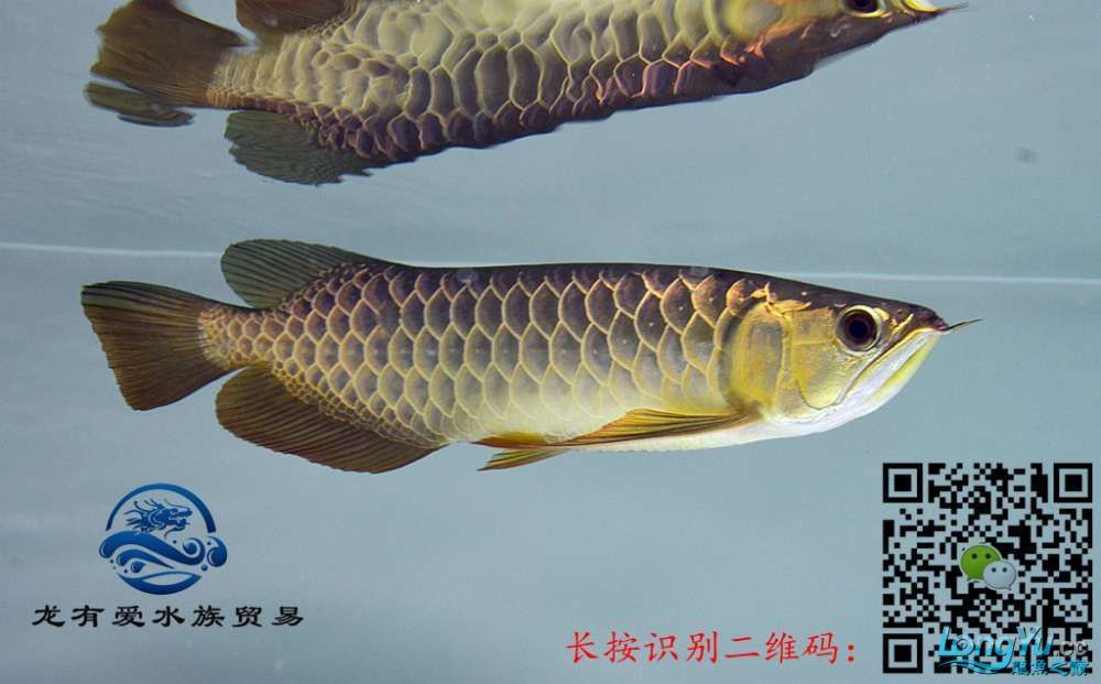 徐州代理0805李亞四過背金龍細框超藍底內附