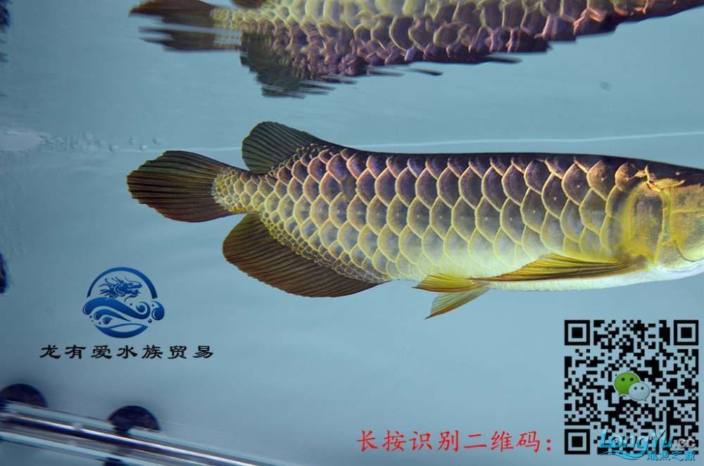 徐州代理0805李亞四過背金龍細框超藍底內附