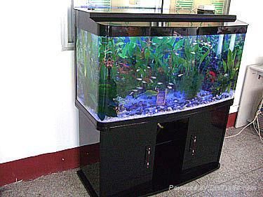50長(zhǎng)的魚缸大約多少錢：50厘米的魚缸50長(zhǎng)的魚缸多少錢