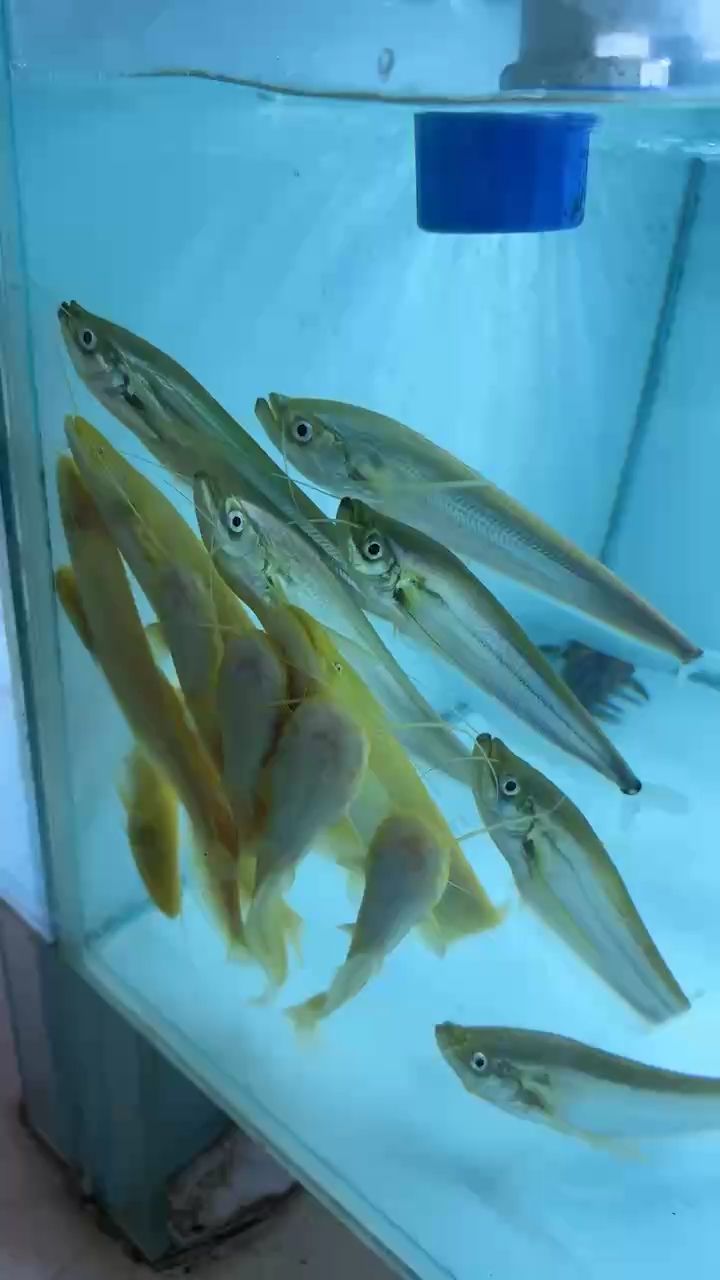 龍撲?白子歐巨 龍撲?白子歐巨 龍魚論壇