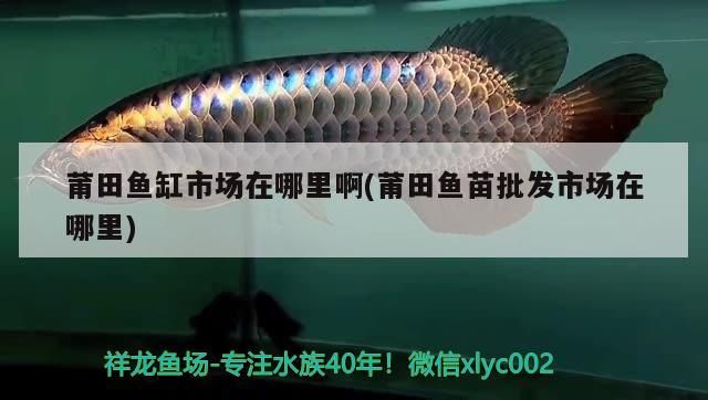 莆田魚缸市場在哪里啊(莆田魚苗批發市場在哪里)