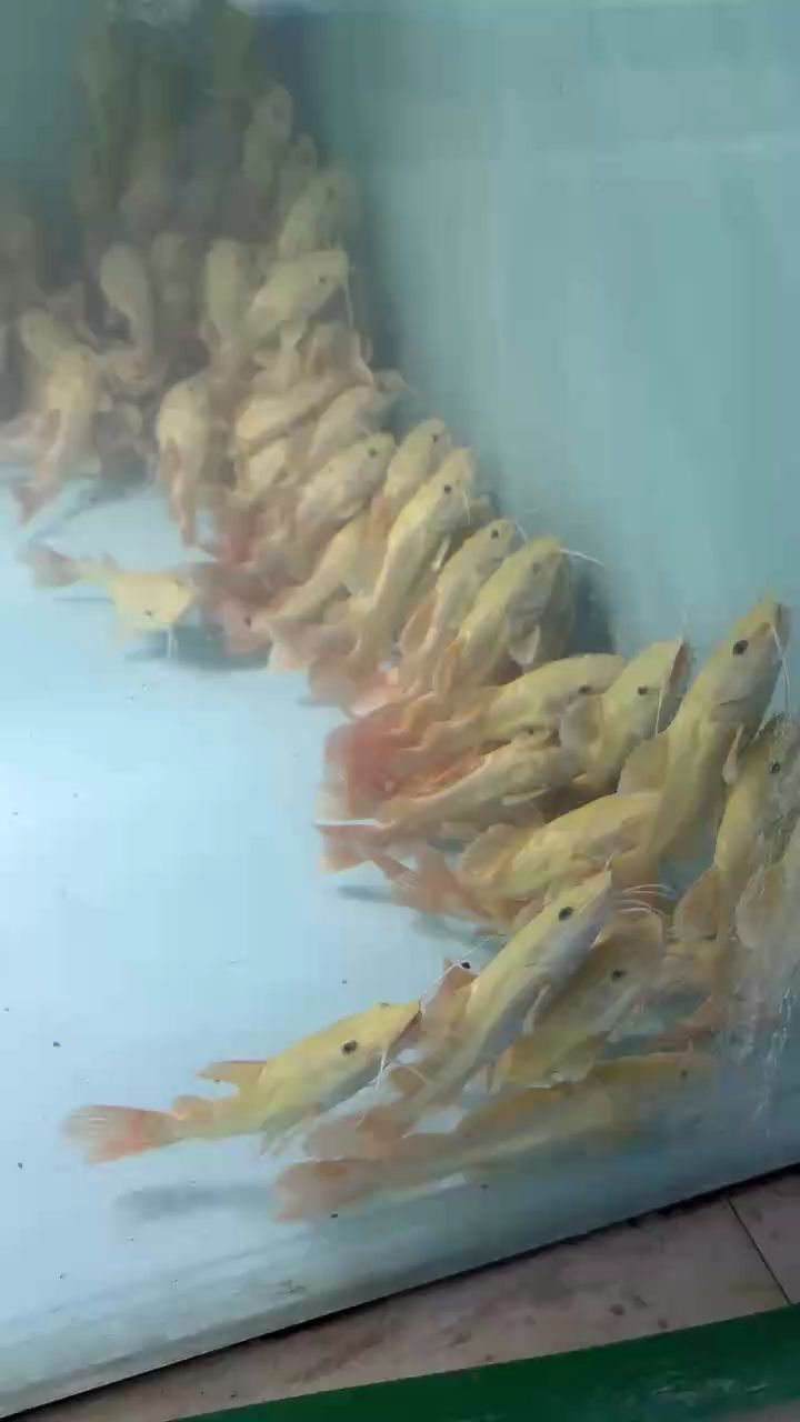 正品保證假一賠十黃金招財貓，18-20cm 正品保證假一賠十黃金招財貓，18-20cm 龍魚論壇 第1張