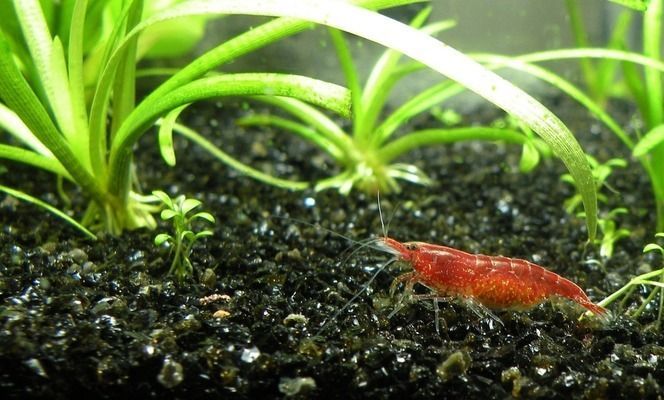 歐柏龍魚缸價格表大全，歐柏龍魚缸價格表 歐柏龍魚缸價格表大全，歐柏龍魚缸價格表 魚缸百科 第1張