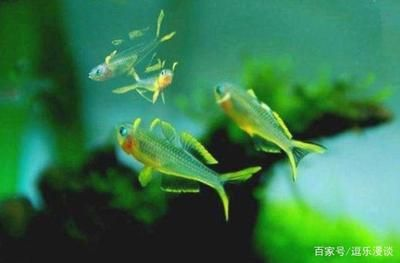 觀賞魚燕子的繁殖（關于觀賞魚燕子魚的繁殖行為和繁殖行為吸引了許多關注）