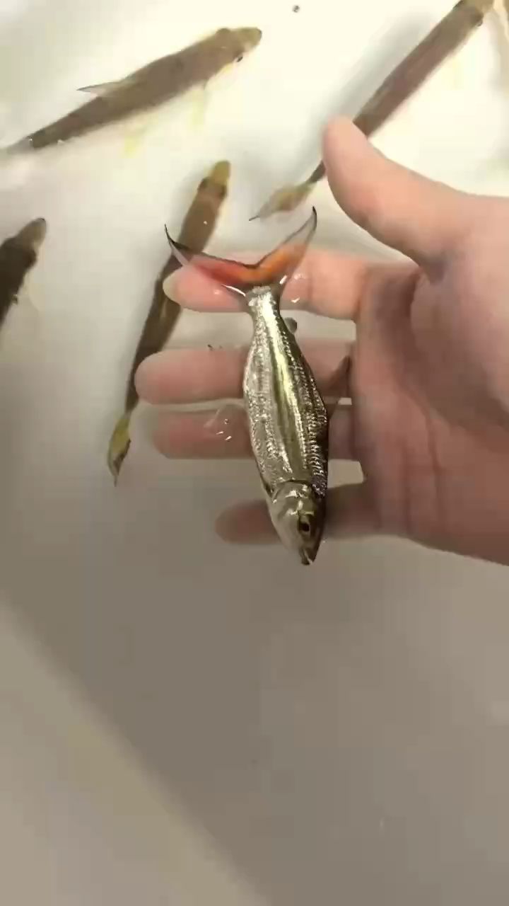 短身黃金猛魚，稀有物種 短身黃金猛魚，稀有物種 龍魚論壇 第1張