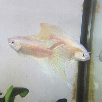 詳細(xì)閱讀:觀賞魚官網(wǎng)(30篇觀賞魚在線觀看觀賞魚在線觀賞魚網(wǎng)站排行) 觀賞魚官網(wǎng)(30篇觀賞魚在線觀看觀賞魚在線觀賞魚網(wǎng)站排行)