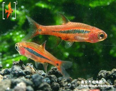 詳細(xì)閱讀:觀賞魚官網(wǎng)(30篇觀賞魚在線觀看觀賞魚在線觀賞魚網(wǎng)站排行) 觀賞魚官網(wǎng)(30篇觀賞魚在線觀看觀賞魚在線觀賞魚網(wǎng)站排行)