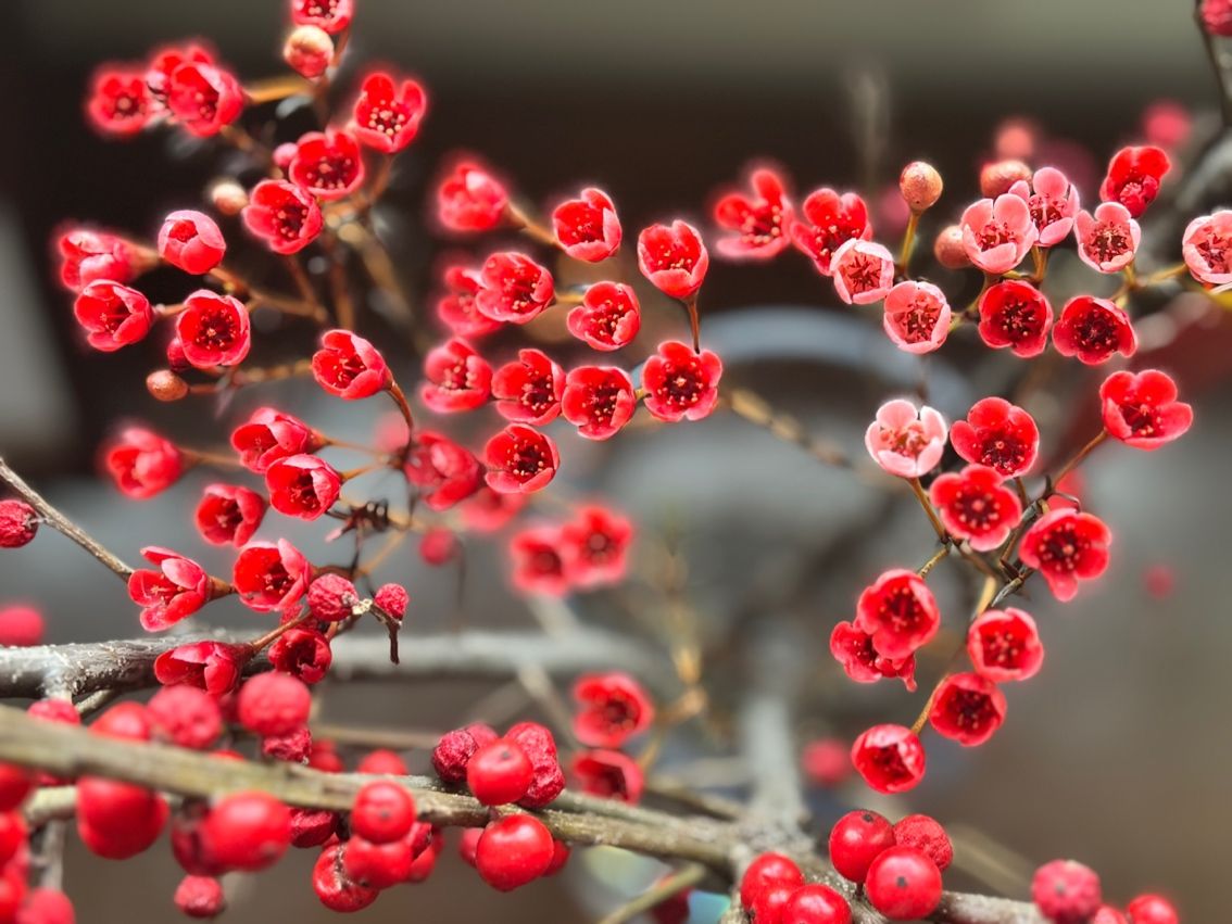 小紅花