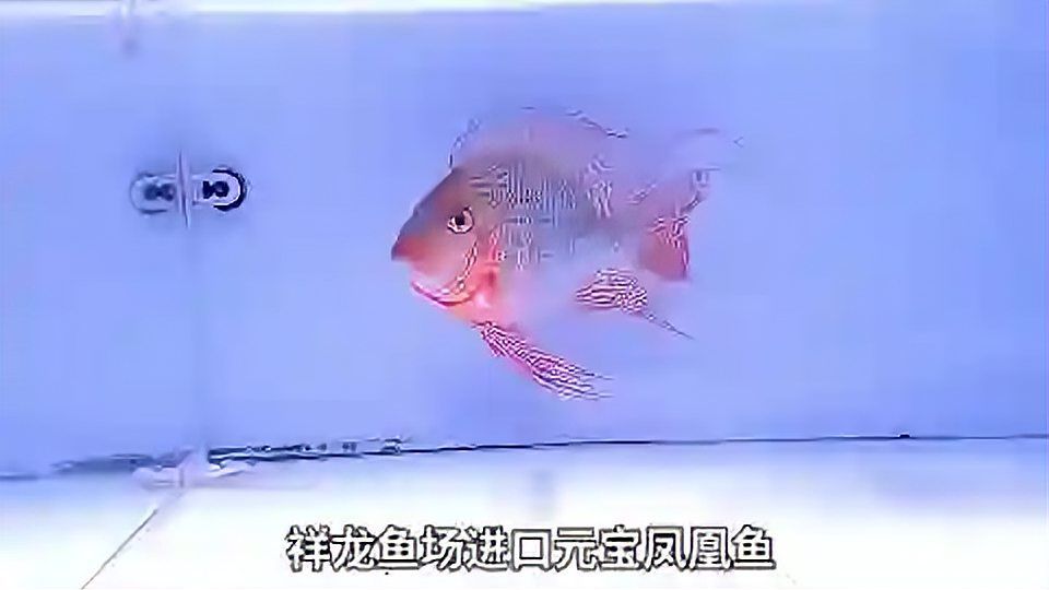 稀有珍寶！祥龍魚場元寶鳳凰魚，讓你見識大自然的神奇！：傳說中的祥龍魚場元寶鳳凰魚居然被發現了，快來看看