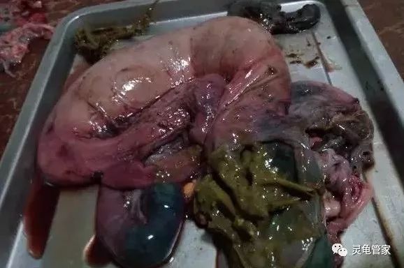 元神錆假龍魚在哪釣：探尋原神中錆假龍魚的垂釣奧秘