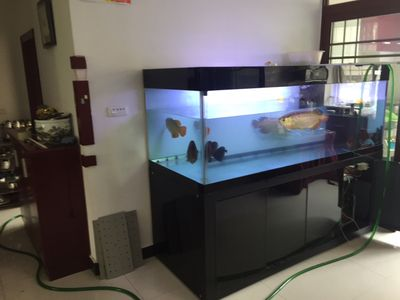 魚缸跌酸對(duì)魟魚影響：魚缸跌酸對(duì)魟魚有影響嗎