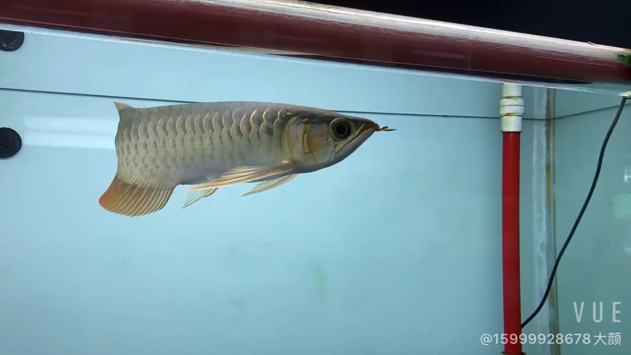 韶關(guān)水族館孟吉爾～孟吉爾紅外線F1平頭 韶關(guān)水族館孟吉爾～孟吉爾紅外線F1平頭 廣州孟吉爾 第2張