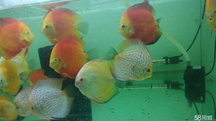 觀賞魚價(jià)格排行(觀賞魚的起源與價(jià)格) 錦鯉魚百科 第4張 觀賞魚價(jià)格排行(觀賞魚的起源與價(jià)格) 觀賞魚價(jià)格排行(觀賞魚的起源與價(jià)格) 錦鯉魚百科 第4張