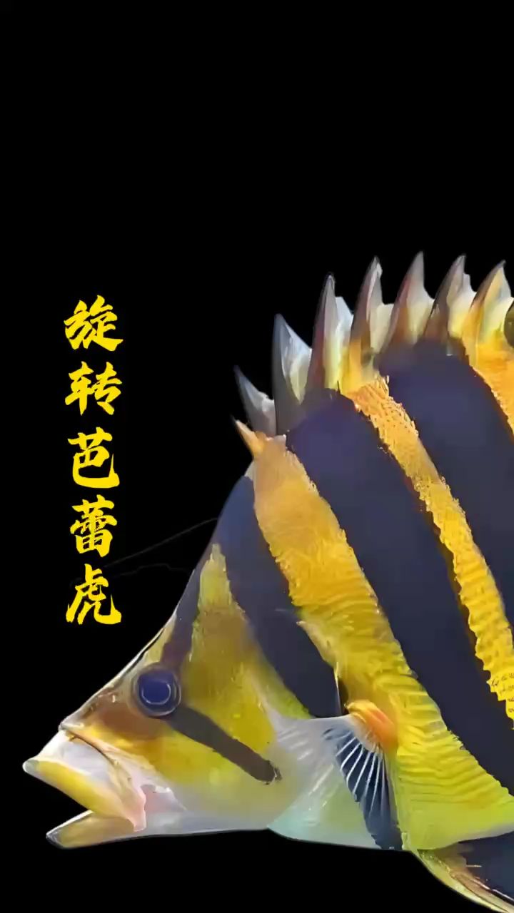 會跳舞的虎魚