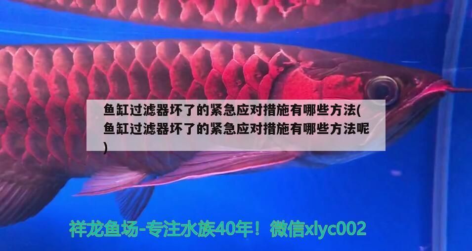 魚缸過濾器壞了的緊急應對措施有哪些方法(魚缸過濾器壞了的緊急應對措施有哪些方法呢)