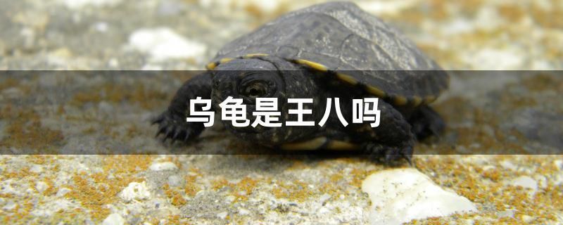 烏龜是王八嗎