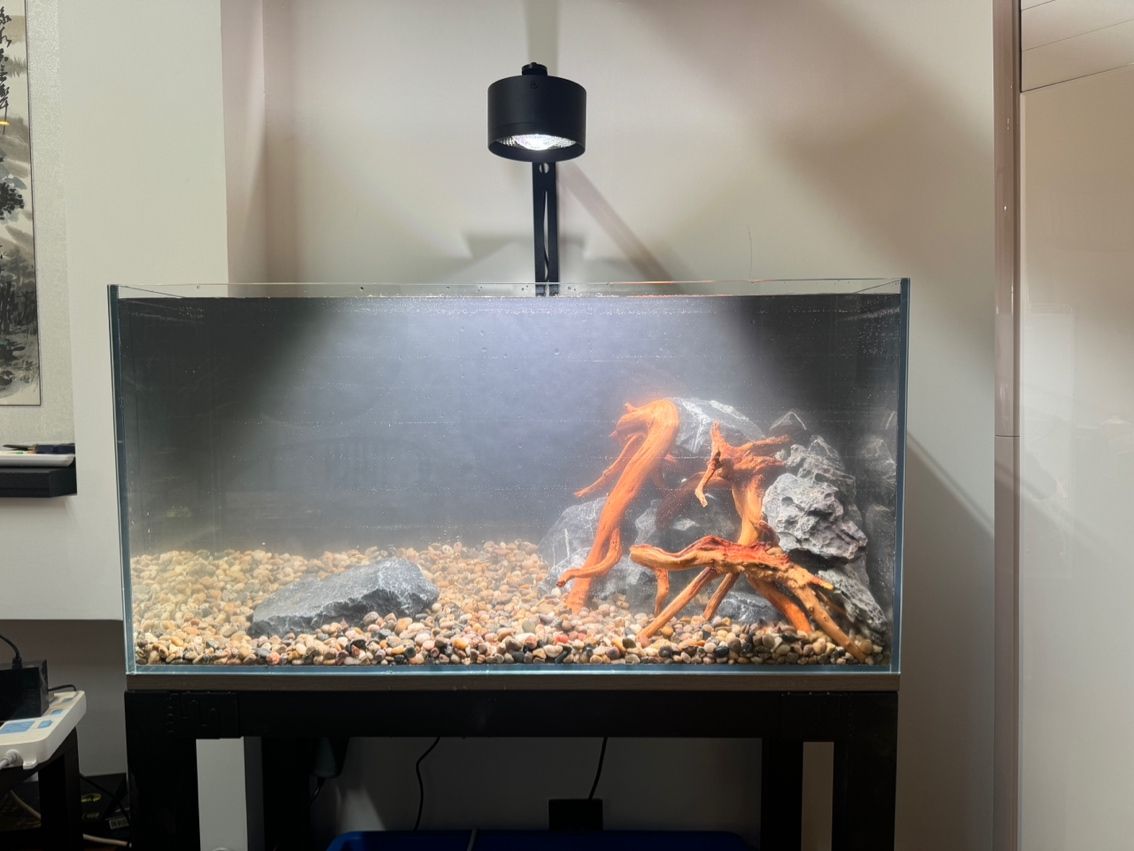 新手入門養什么雷龍魚合適？