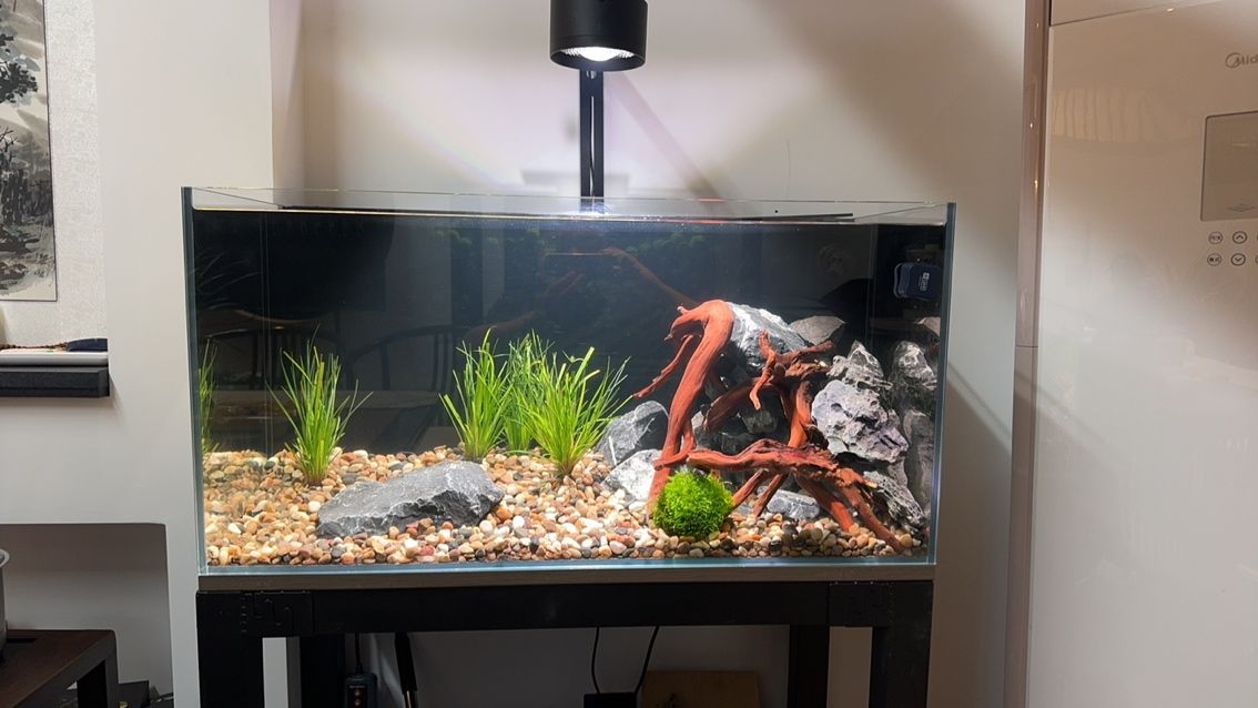 新手入門養什么雷龍魚合適？