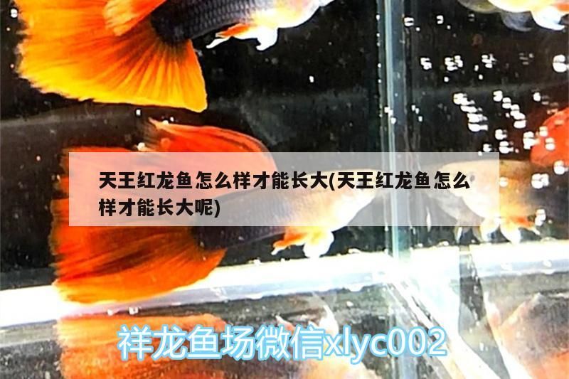 天王紅龍魚怎么樣才能長(zhǎng)大(天王紅龍魚怎么樣才能長(zhǎng)大呢) 天王紅龍魚怎么樣才能長(zhǎng)大(天王紅龍魚怎么樣才能長(zhǎng)大呢) 天王紅龍