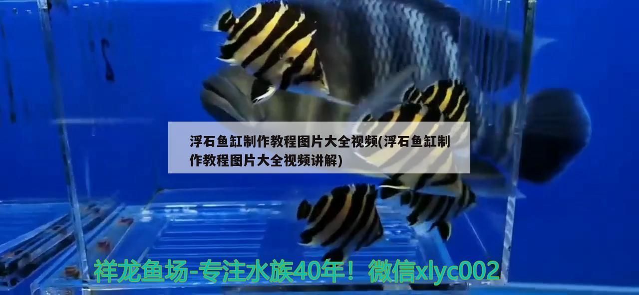 浮石魚缸制作教程圖片大全視頻(浮石魚缸制作教程圖片大全視頻講解) 浮石魚缸制作教程圖片大全視頻(浮石魚缸制作教程圖片大全視頻講解) 可麗愛魚缸