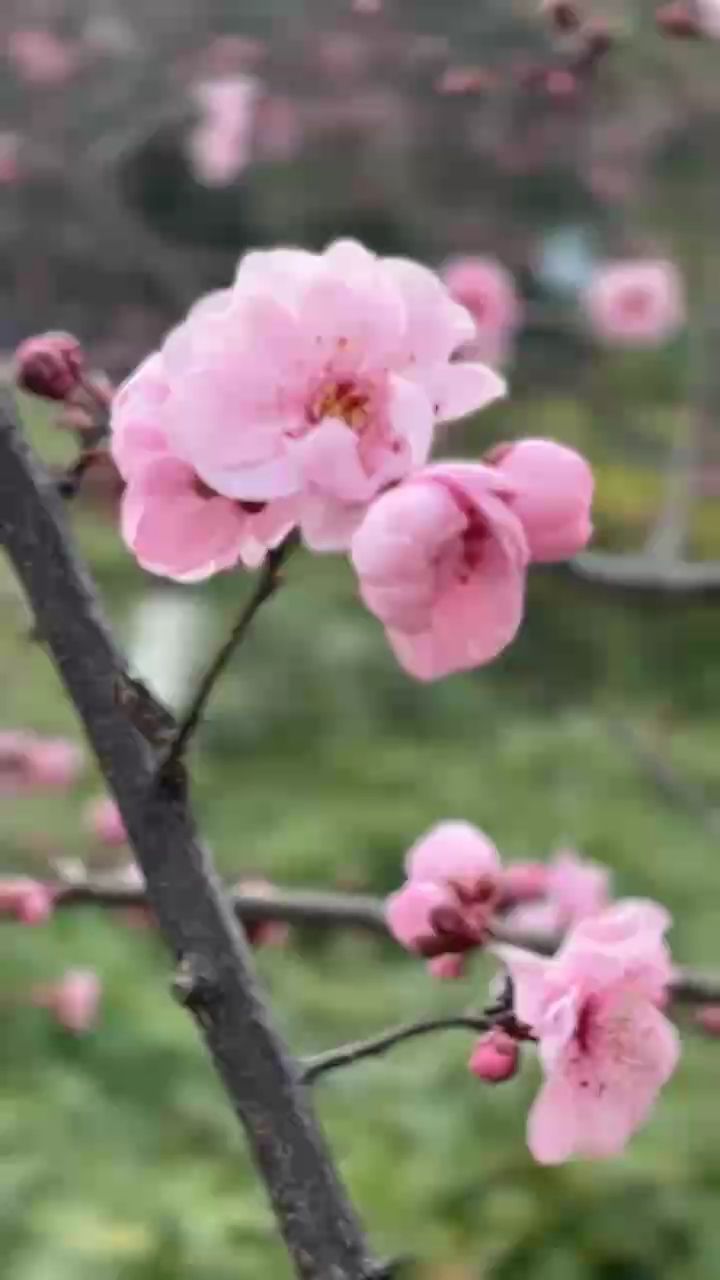梅花